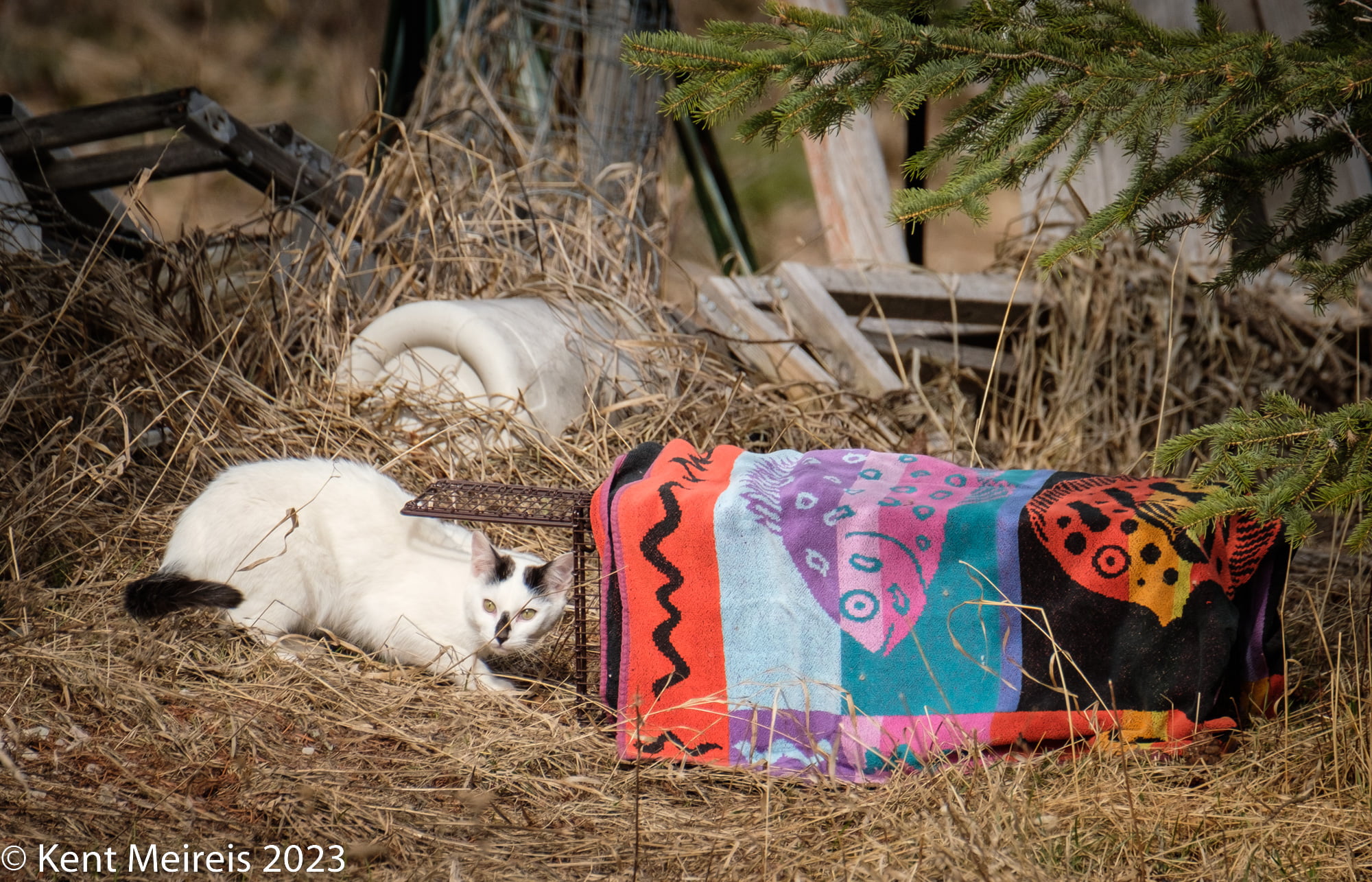 Black and white feral cats